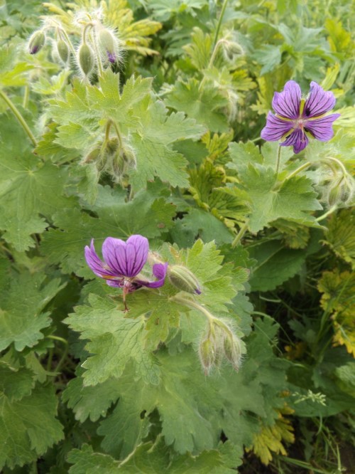 Герань иберийская грузинская