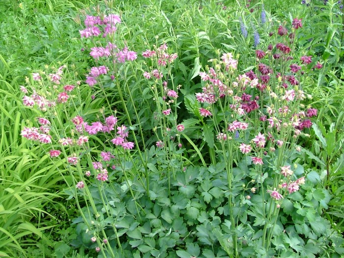 Аквилегия обыкновенная махровая