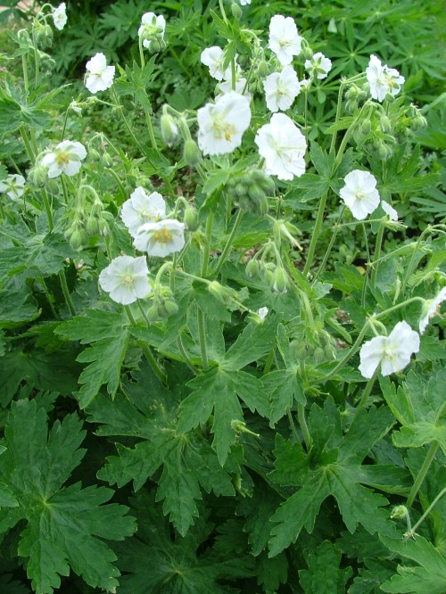 Герань фиолетовая белоцветковая