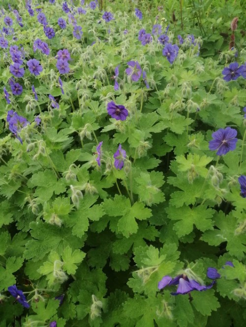 Герань великолепная