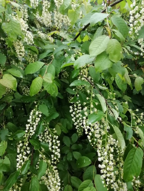 Черёмуха поздняя