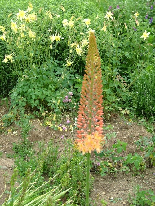 Эремурус Рюйтера