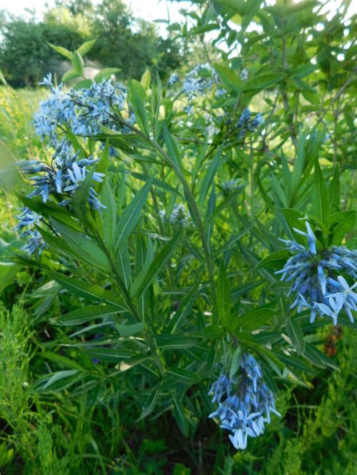 Амсония Хабритча