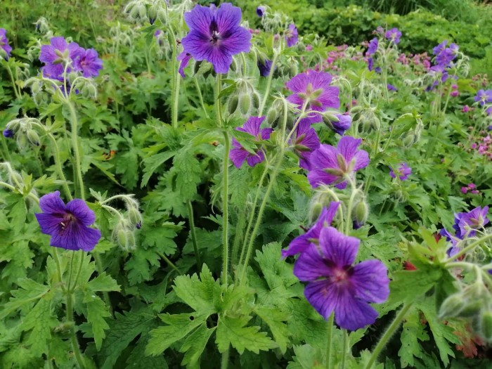 Герань волосистоцветковая