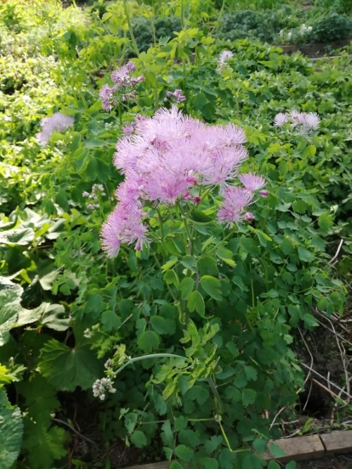 Василистник аквилегиалистный "Thumberbold" 