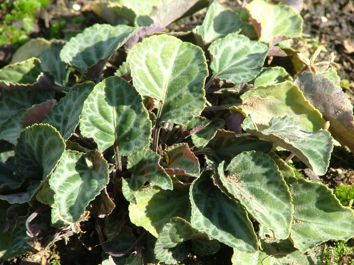 Виола (Фиалка) пестрая 