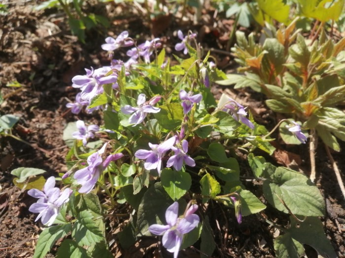 Виола Рошенбаха