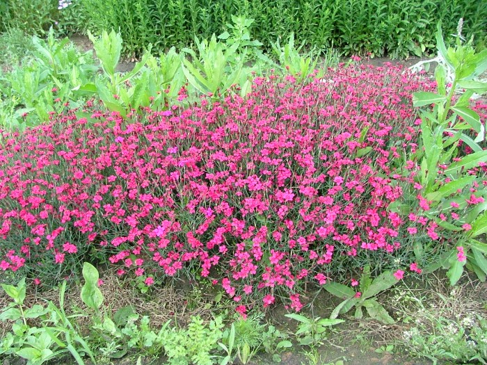 Гвоздика травянка