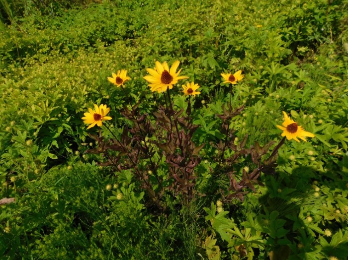 Гелиопсис Summer Pink