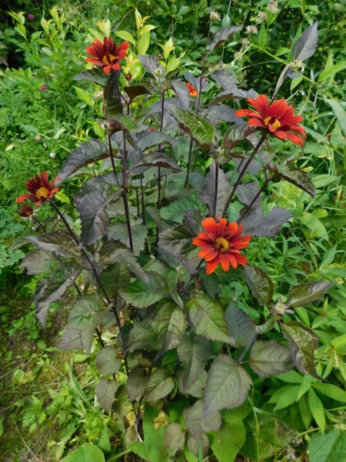 Гелиопсис Bleding Hearts 