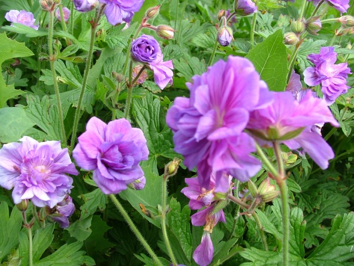 Герань  гималайская  Birch  double