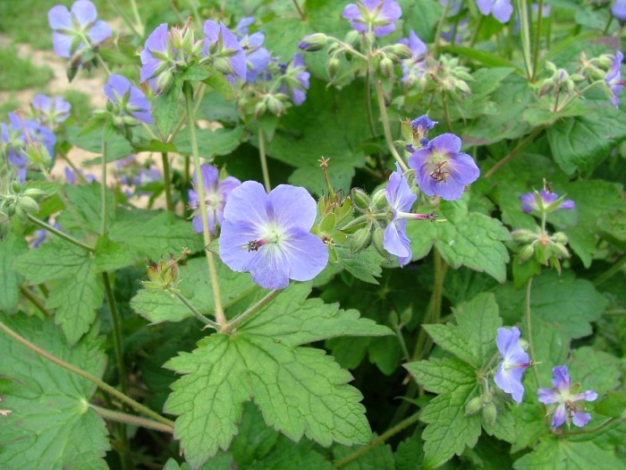 Герань  китайская