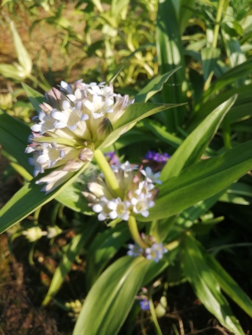 Горечавка лёгочная