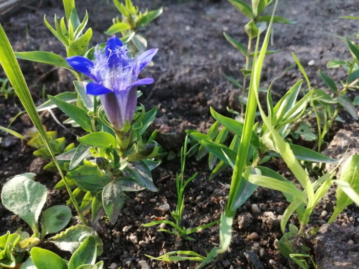 Горечавка пародоксальная