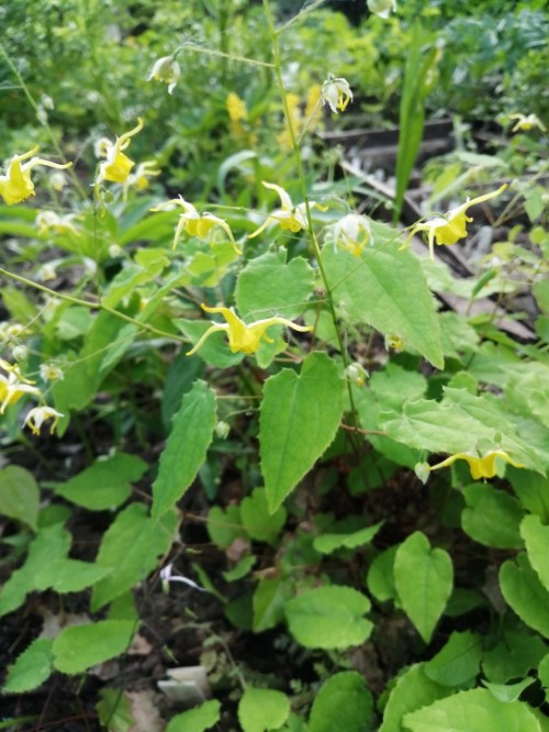 Горянка "Amber Queen"