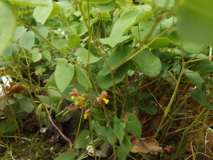 Горянка Litle Shrimp