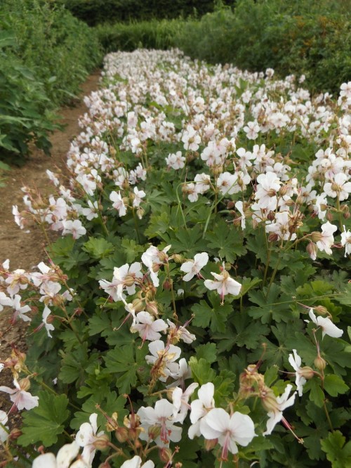 Герань далматинская