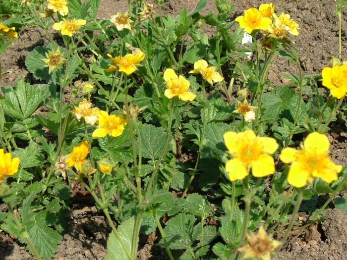 Гравилат болгарский