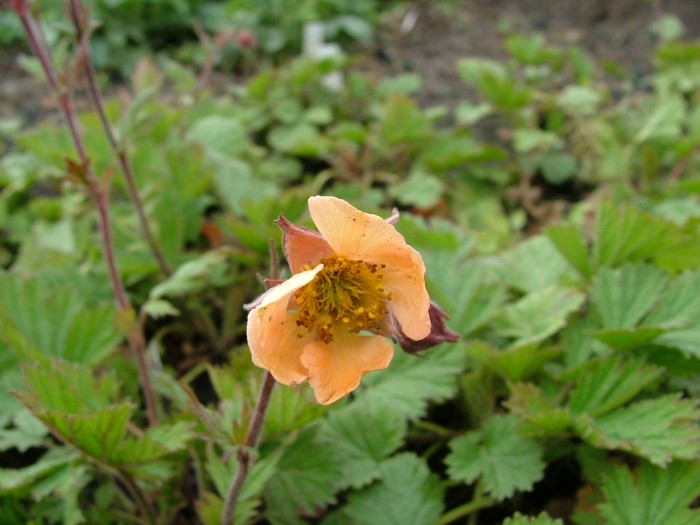 Гравилат  "Coppertone"