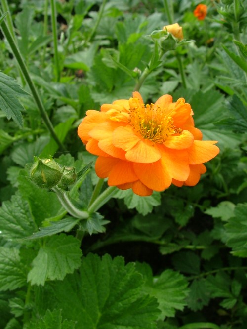 Гравилат  "Princes  Julia"