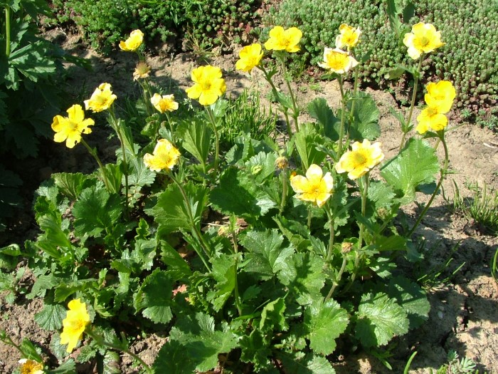 Гравилат горный