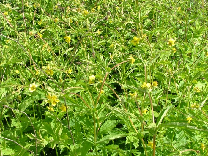 Гравилат аллепский