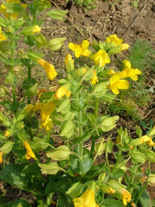 Губастик  luteus