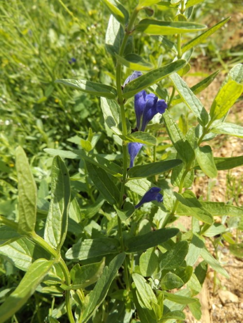 Губастик раскрытый