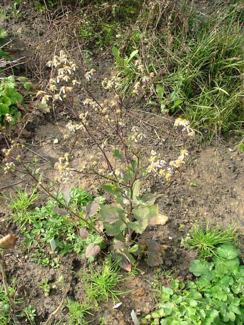 Деллингерия шершавая