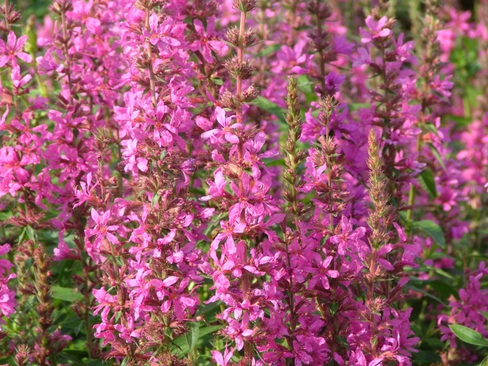 Дербенник Robert