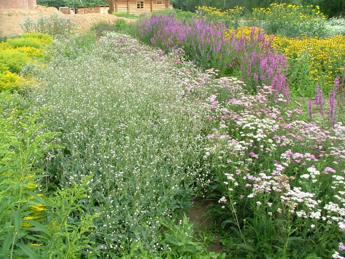 Гипсофила (Качим) остролистная или высочайшая