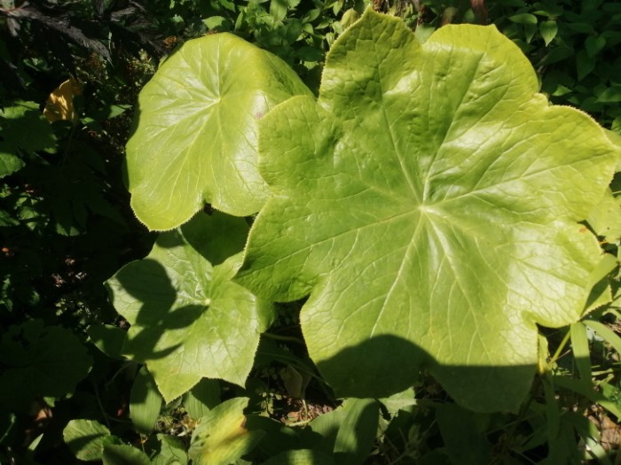 Дисосма S.P. Китай