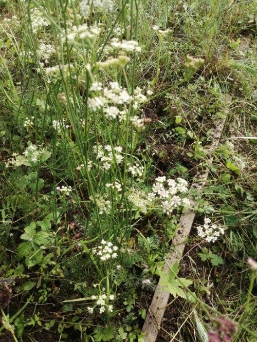 Жабрица горная