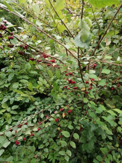 Кизильник многоцветковый