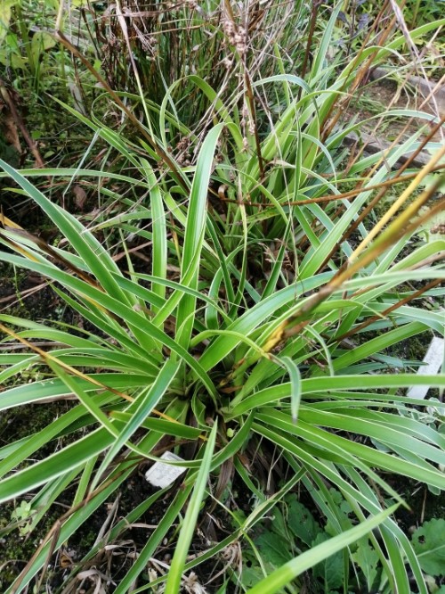 Лузула  (Ожика) лесная "Aureovariegata" 