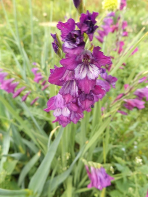 Гладиолус (Шпажник) черепитчатый