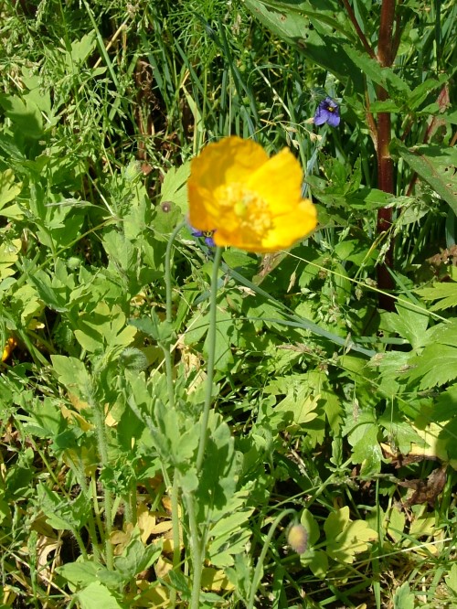 Меконопсис  камбрийский