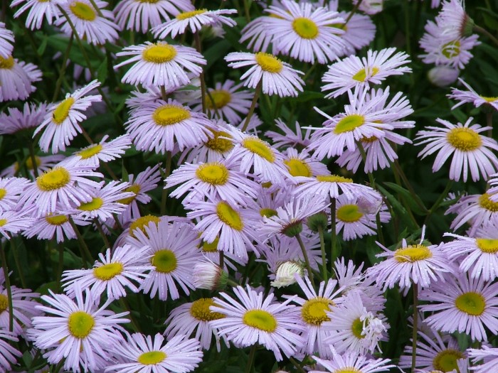 Мелколепестник культивар светло-голубой