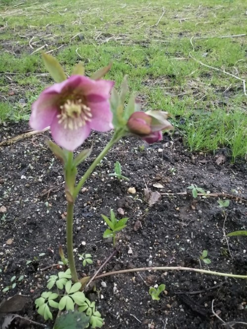 Морозник гибридный