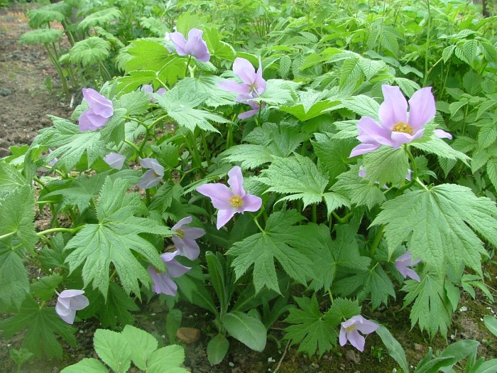 Глауцидиум дланевидный 