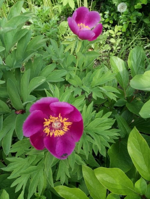 Пион лекарственный 