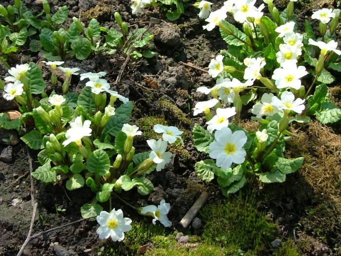 Примула  (Первоцвет) Юлии  "Snecuwwitje" 
