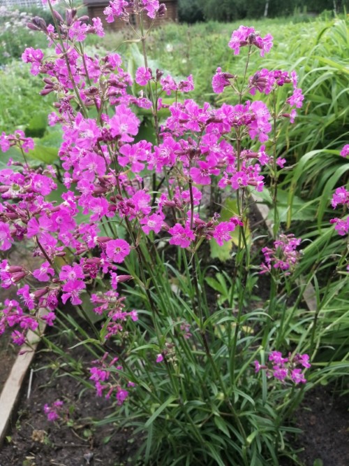 Смолка обыкновенная 