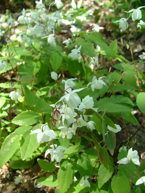 Горянка пышная "Niveum"