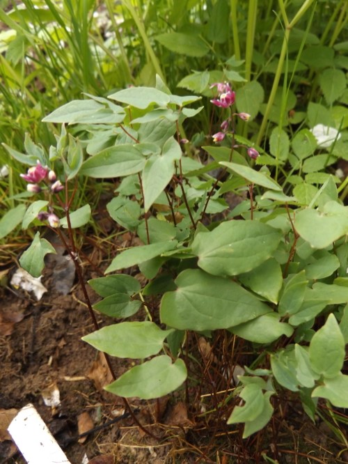 Горянка крупноцветковая "Rubin Krone"