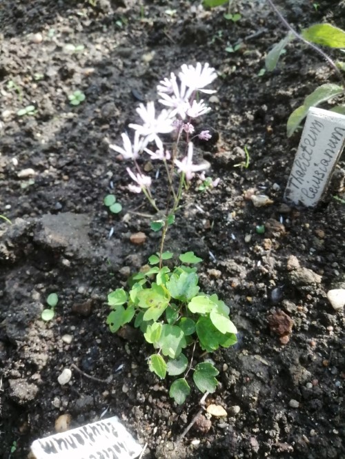 Василистник  leusianum