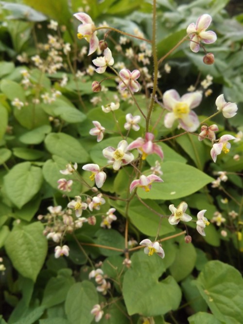 Горянка пухоносная