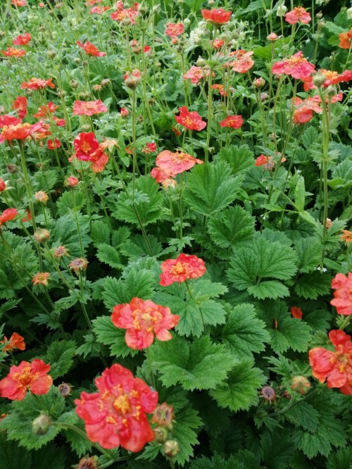 Гравилат чилийский