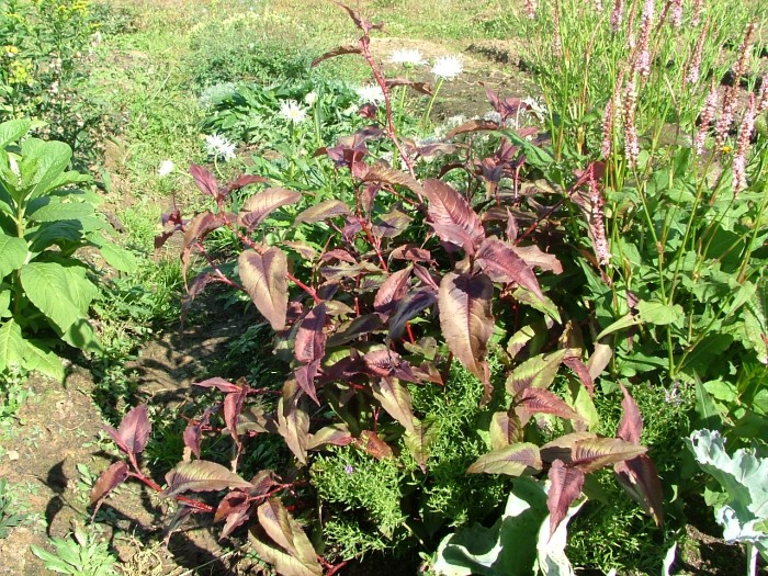 Горец гибридный "Red Dragon"