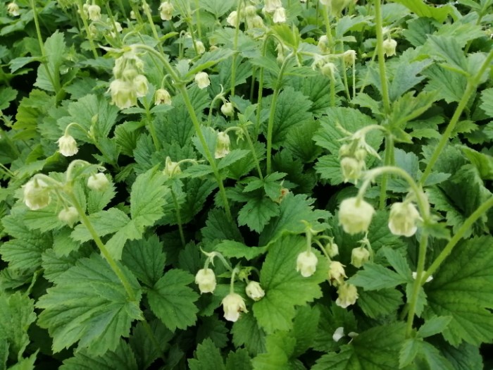 Гравилат гибридный "Album"